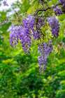 Wisteria Art Print